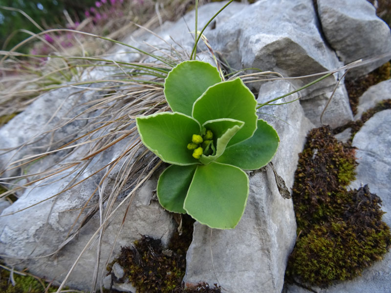 Primula auricula